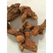 High Grade Best price new harvest supply galangal for sale